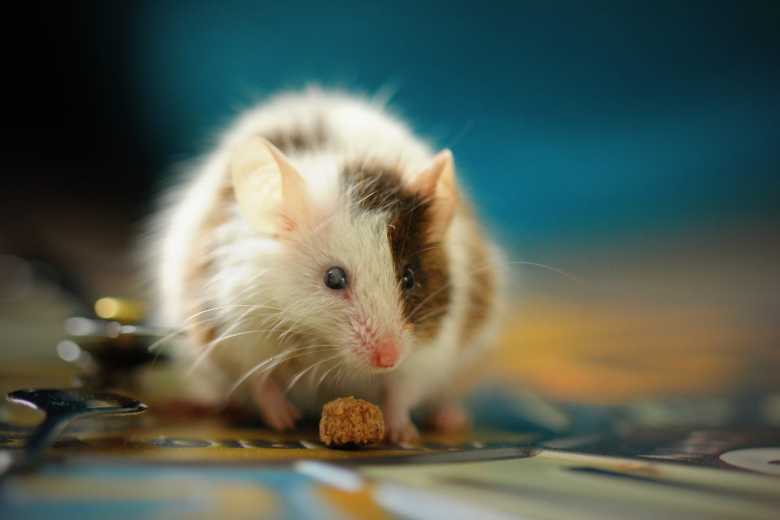 diet pill, obesity in mice, fat, shallow focus photo of white hamster
